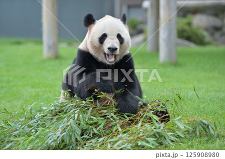 おいしそうに竹を食べる愛浜 おいしそうに竹を食べる愛浜 125908980