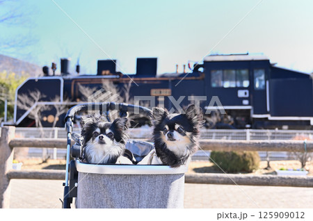チワワと蒸気機関車　（埼玉県・鴻巣市・せせらぎ公園） 125909012
