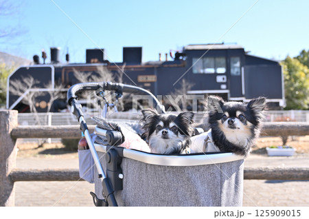 チワワと蒸気機関車　（埼玉県・鴻巣市・せせらぎ公園） 125909015