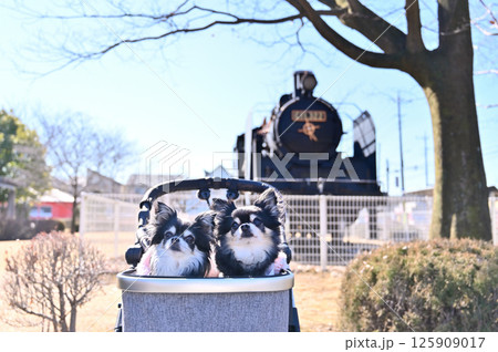 チワワと蒸気機関車 (埼玉県・鴻巣市・せせらぎ公園) チワワと蒸気機関車 (埼玉県・鴻巣市・せせらぎ公園) 125909017