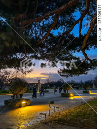 Tuileries Garden in the evening. Empty chairs under the pine tree. High quality photo 125909133