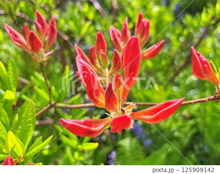 Azalea(Rhododendron) flowers Azalea(Rhododendron) flowers 125909142