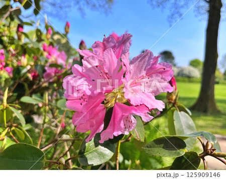 Azalea(Rhododendron) flowers Azalea(Rhododendron) flowers 125909146