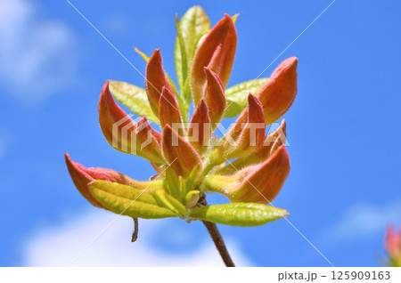 Azalea (Rhododendron) flowers Azalea (Rhododendron) flowers 125909163
