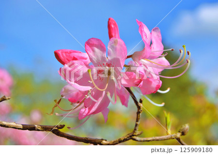 Azalea (Rhododendron) flowers Azalea (Rhododendron) flowers 125909180