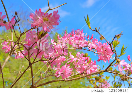 Azalea (Rhododendron) flowers Azalea (Rhododendron) flowers 125909184