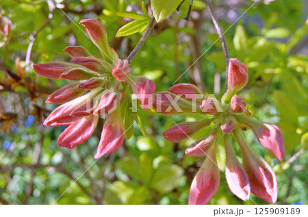 Azalea (Rhododendron) flowers Azalea (Rhododendron) flowers 125909189
