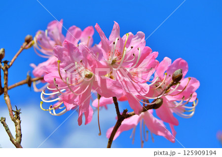 Azalea (Rhododendron) flowers Azalea (Rhododendron) flowers 125909194