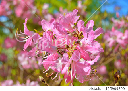 Azalea (Rhododendron) flowers 125909200