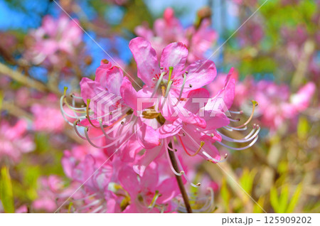 Azalea (Rhododendron) flowers 125909202