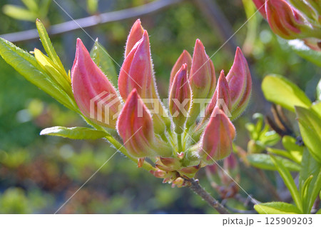 Azalea (Rhododendron) flowers 125909203