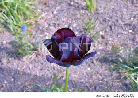 Tulip in the garden during summer 125909209