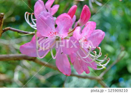 Azalea (Rhododendron) flowers 125909210