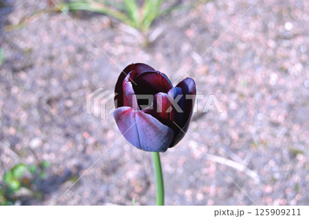 Tulip in the garden during summer 125909211