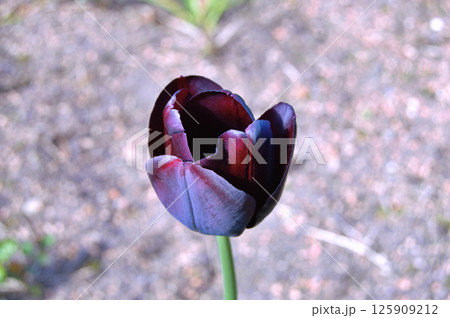Tulip in the garden during summer 125909212