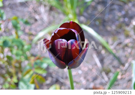 Tulip in the garden during summer 125909213