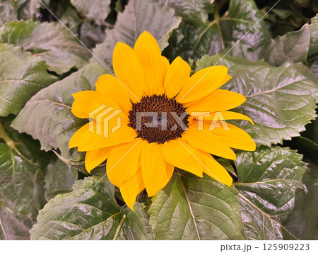 Sunflower in field. Nature background Sunflower in field. Nature background 125909223