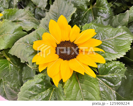 Sunflower in field. Nature background Sunflower in field. Nature background 125909224