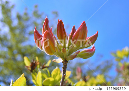 Azalea (Rhododendron) flowers 125909259