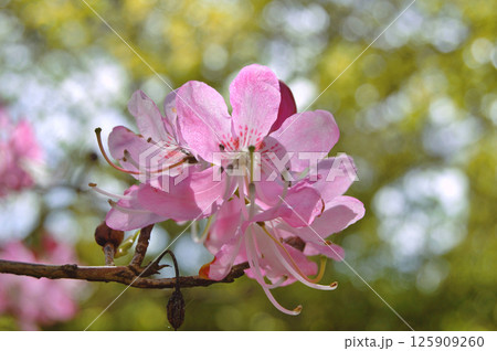 Azalea (Rhododendron) flowers 125909260