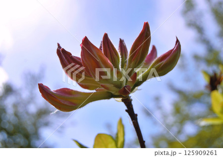 Azalea (Rhododendron) flowers 125909261
