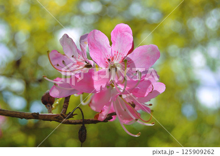 Azalea (Rhododendron) flowers Azalea (Rhododendron) flowers 125909262