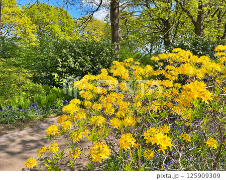 Big azalea or rhododendron in city park, Herning - Denmark 125909309