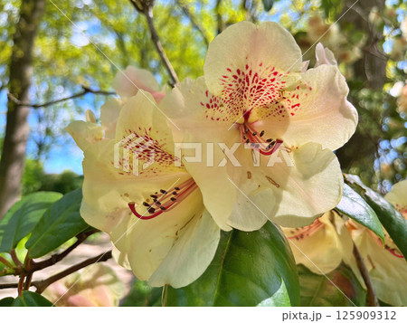 Big azalea or rhododendron in city park, Herning - Denmark Big azalea or rhododendron in city park, Herning - Denmark 125909312
