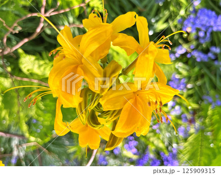 Big azalea or rhododendron in city park, Herning - Denmark 125909315