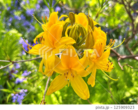 Big azalea or rhododendron in city park, Herning - Denmark Big azalea or rhododendron in city park, Herning - Denmark 125909323
