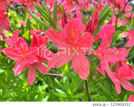 Big azalea or rhododendron in city park, Herning - Denmark Big azalea or rhododendron in city park, Herning - Denmark 125909332