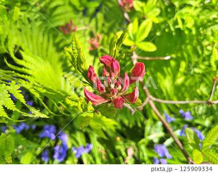 Big azalea or rhododendron in city park, Herning - Denmark Big azalea or rhododendron in city park, Herning - Denmark 125909334