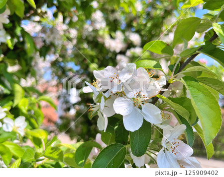 The Apple trees are blooming white flowers The Apple trees are blooming white flowers 125909402
