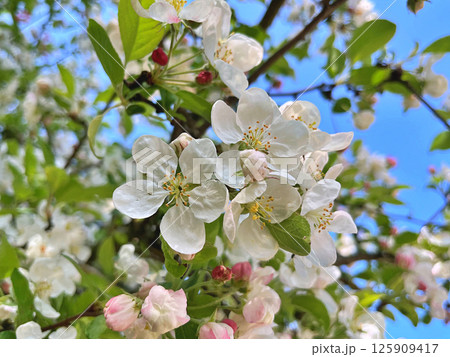 The Apple trees are blooming white flowers The Apple trees are blooming white flowers 125909417