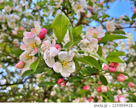The Apple trees are blooming white flowers 125909418