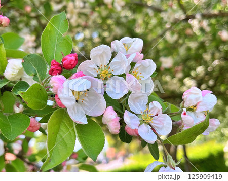 The Apple trees are blooming white flowers 125909419
