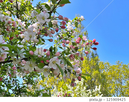 The Apple trees are blooming white flowers 125909425