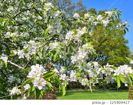 The Apple trees are blooming white flowers The Apple trees are blooming white flowers 125909427