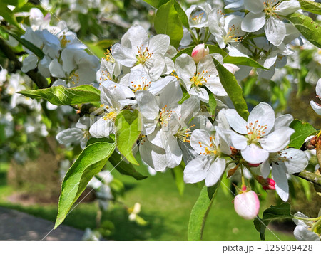The Apple trees are blooming white flowers The Apple trees are blooming white flowers 125909428