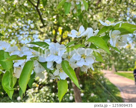 The Apple trees are blooming white flowers 125909435