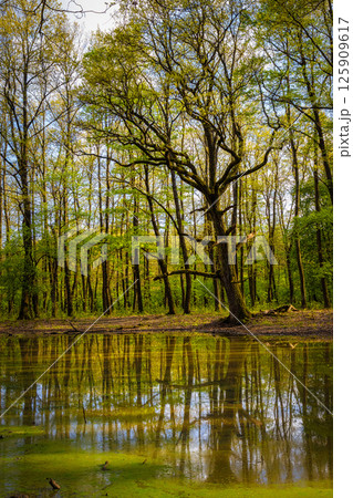 Beautiful lights over the oak forest lake in springtime Beautiful lights over the oak forest lake in springtime 125909617