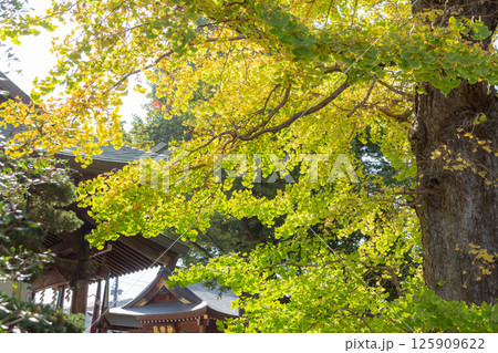 【日本】千葉県の松戸神社の黄色く紅葉し始めた銀杏の木 【日本】千葉県の松戸神社の黄色く紅葉し始めた銀杏の木 125909622