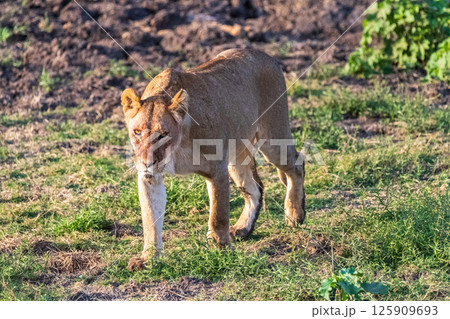 Female lion in the Serengeti Female lion in the Serengeti 125909693