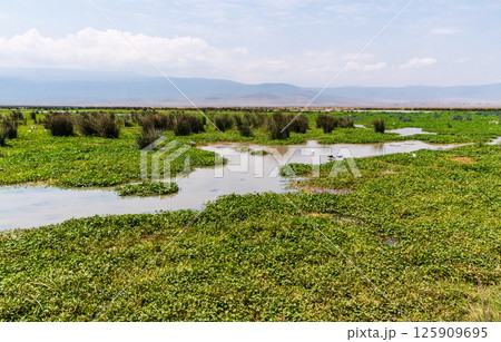 The Ngorogoro Crater Landscape 125909695
