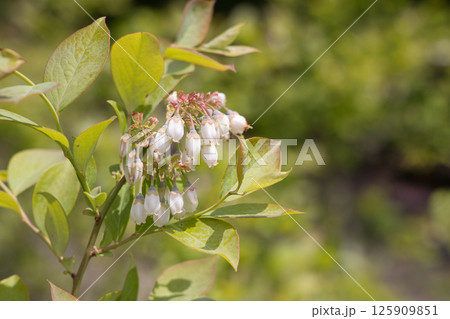 ブルーベリーの花 ブルーベリーの花 125909851