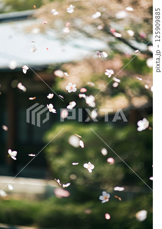 Soft pink cherry blossom petals falling gently in a serene japanese garden, peaceful springtime scene with delicate sakura flowers 125909885