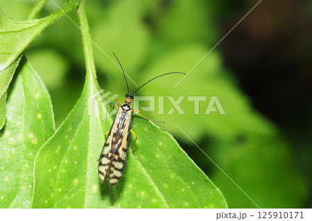 シリアゲムシの一種 シリアゲムシの一種 125910171