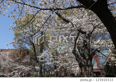 春の大阪造幣局の桜の通り抜け 春の大阪造幣局の桜の通り抜け 125910313