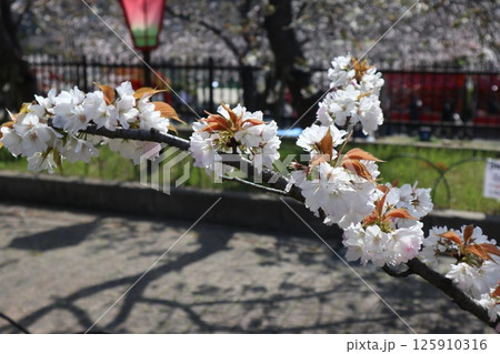 春の大阪造幣局の桜の通り抜け 125910316
