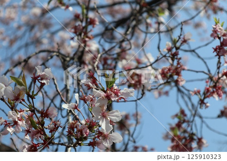 春の大阪造幣局の桜の通り抜け 125910323